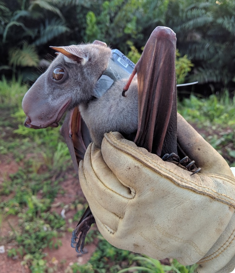 The same bat, now in profile. Its elongated nose is more visible, which is large and rounded.